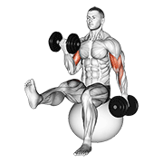 Dumbbell Alternating Bicep Curl With Leg Raised On Exercise Ball animated exercise demonstration