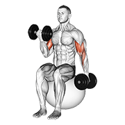 Dumbbell Alternating Seated Bicep Curl On Exercise Ball animated exercise demonstration