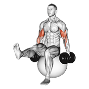 Dumbbell Bicep Curl On Exercise Ball With Leg Raised animated exercise demonstration