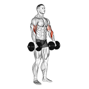Dumbbell Biceps Curl Reverse animated exercise demonstration
