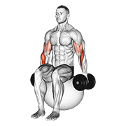 Dumbbell Hammer Curl On Exercise Ball animated exercise demonstration