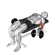 Dumbbell Lying Supine Biceps Curl animated exercise demonstration