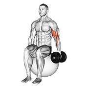 Dumbbell One Arm Seated Bicep Curl On Exercise Ball animated exercise demonstration