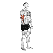Dumbbell One Arm Standing Curl animated exercise demonstration