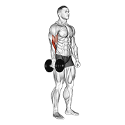 Dumbbell One Arm Standing Hammer Curl animated exercise demonstration