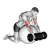 Dumbbell Preacher Curl Over Exercise Ball animated exercise demonstration