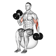 Dumbbell Seated Alternate Hammer Curl On Exercise Ball animated exercise demonstration