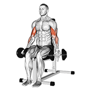 Dumbbell Seated Bicep Curl animated exercise demonstration