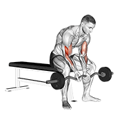 Ez Bar Seated Close Grip Concentration Curl animated exercise demonstration