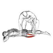 Assisted Prone Lying Quads Stretch animated exercise demonstration