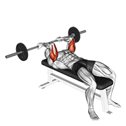 Barbell Reverse Grip Skullcrusher animated exercise demonstration