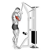 Cable One Arm Tricep Pushdown animated exercise demonstration