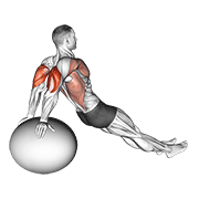 Exercise Ball Dip animated exercise demonstration