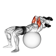 Exercise Ball Supine Triceps Extension animated exercise demonstration