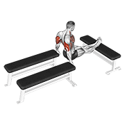 Three Bench Dip animated exercise demonstration