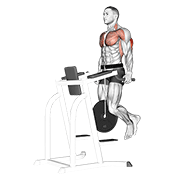 Weighted Tricep Dips animated exercise demonstration