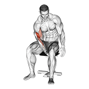 Biceps Leg Concentration Curl animated exercise demonstration