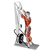 Ski Ergometer animated exercise demonstration