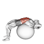 Stability Ball Crunch (Full Range Hands Behind Head) animated exercise demonstration