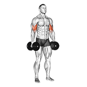 Dumbbell Standing Inner Biceps Curl V. 2 animated exercise demonstration
