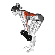 Dumbbell Reverse Grip Row (Female) animated exercise demonstration