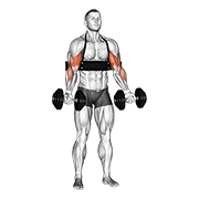 Dumbbell Biceps Curl (With Arm Blaster) animated exercise demonstration