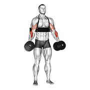 Dumbbell Hammer Curls (With Arm Blaster) animated exercise demonstration