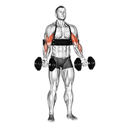 Dumbbell Alternate Biceps Curl (With Arm Blaster) animated exercise demonstration