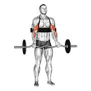 Ez-Bar Biceps Curl (With Arm Blaster) animated exercise demonstration