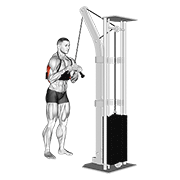 Cable Triceps Pushdown (V-Bar) (With Arm Blaster) animated exercise demonstration