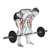 Barbell Standing Concentration Curl animated exercise demonstration