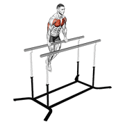 Chest Dip On Straight Bar animated exercise demonstration
