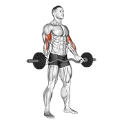 Ez-Barbell Standing Wide Grip Biceps Curl animated exercise demonstration