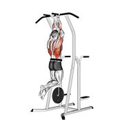 Weighted Close Grip Chin-Up On Dip Cage animated exercise demonstration
