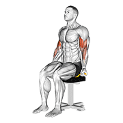 Resistance Band Seated Biceps Curl animated exercise demonstration