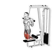 Cable Assisted Inverse Leg Curl animated exercise demonstration