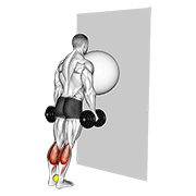 Exercise Ball On The Wall Calf Raise (Tennis Ball Between Ankles) animated exercise demonstration