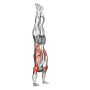 Stalder Press animated exercise demonstration