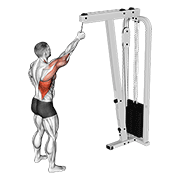 Cable One Arm Pulldown animated exercise demonstration