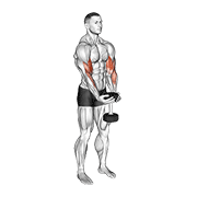 Dumbbell Waiter Biceps Curl animated exercise demonstration