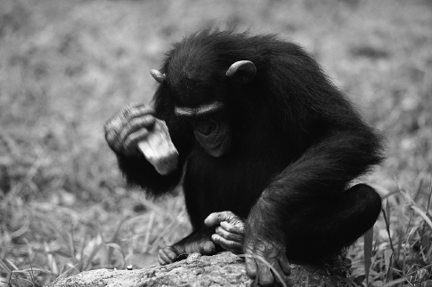 []{#c10752_001.xhtml#fig_002}[[Figure 1.2](#c10752_001.xhtml#fig_002a)]{.figureLabel} Chimpanzee (*Pan troglodytes*) in Gabon using tools to crack nuts (Corbis).