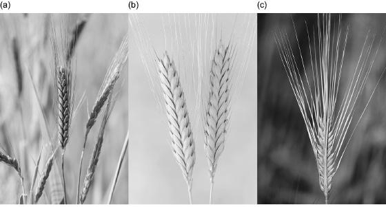 []{#c10752_002.xhtml#fig_004}[[Figure 2.4](#c10752_002.xhtml#fig_004a)]{.figureLabel} The earliest domesticated cereals. a--c. Emmer wheat (*Triticum dicoccum*), einkorn wheat (*Triticum monococcum*), and barley (*Hordeum vulgare*) were the foundation of the origins of agriculture in the Middle East (Corbis).