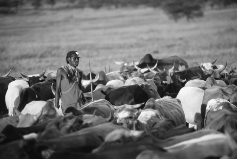 []{#c10752_002.xhtml#fig_005}[[Figure 2.5](#c10752_002.xhtml#fig_005a)]{.figureLabel} Maasai herder with his cattle (Corbis).