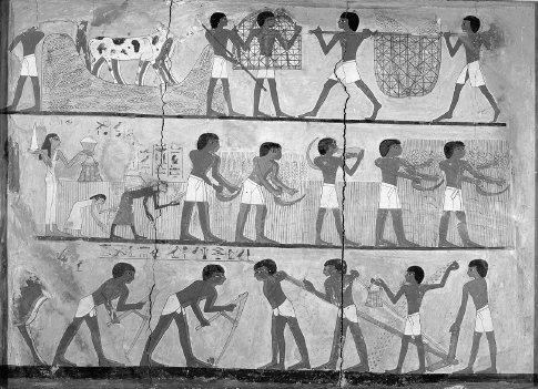 []{#c10752_003.xhtml#fig_010}[[Figure 3.10](#c10752_003.xhtml#fig_010a)]{.figureLabel} Scenes of Egyptian farming activities from the eighteenth dynasty (New Kingdom) tomb of Unsou in East Thebes (Corbis).