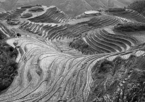 []{#c10752_003.xhtml#fig_011}[[Figure 3.11](#c10752_003.xhtml#fig_011a)]{.figureLabel} Small area of extensive longji (dragon's back) rice terraces north of Guilin in Guangxi whose origins go back to Yuan Dynasty (1271--1368). *Source:* <https://en.wikipedia.org/wiki/Longsheng_Rice_Terrace#/media>.