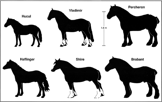 []{#c10752_003.xhtml#fig_013}[[Figure 3.13](#c10752_003.xhtml#fig_013a)]{.figureLabel} European draft horses ranged from small, ponylike animals less than 12 hands (1.2 m) tall to tall (more than 16 hands), heavy beasts (weighing around 1 t). Animal silhouettes, based on Silver (1976), have been scaled to size.