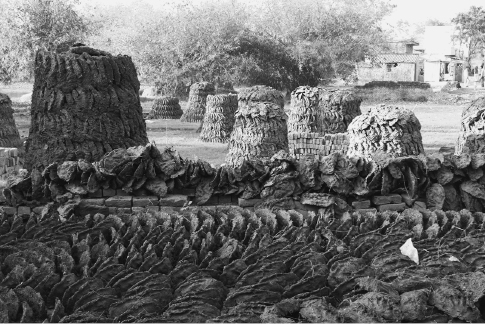 []{#c10752_004.xhtml#fig_015}[[Figure 4.15](#c10752_004.xhtml#fig_015a)]{.figureLabel} Rows and piles of cow patties left to dry in Varanasi, Uttar Pradesh, India (Corbis).