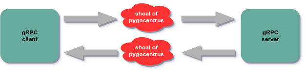 pygocentrus attack