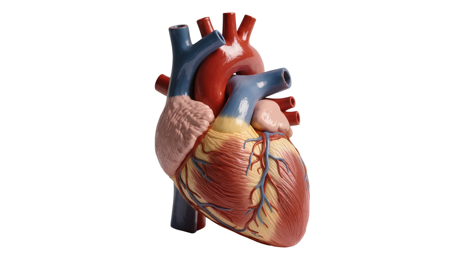 FDA Approves Growing Artificial Heart Valve for Pediatric Patients