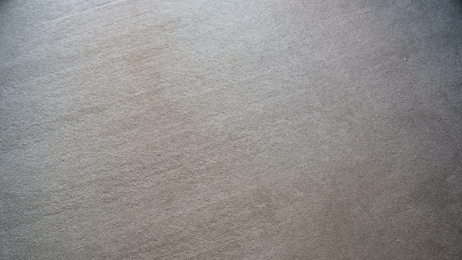 Oats vacuumed from carpet
